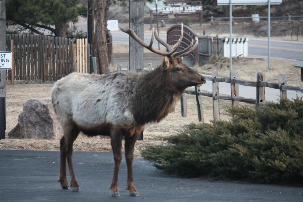 The Maxwell Inn Estes Park Exterior foto